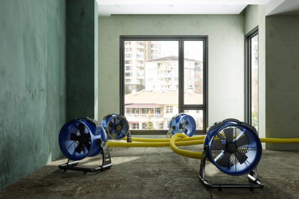 Best Water damage cleanup near me  in Mount Carroll, IL